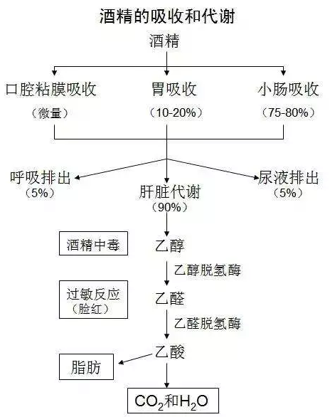 喝多少酒開車算酒駕？喝完酒多久能開車？這組數(shù)據(jù)，都說明白了
